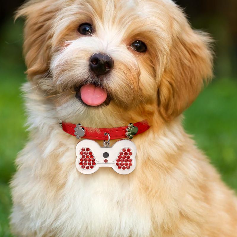 Dog Bone Pet Tag & Collar Anti-Lost