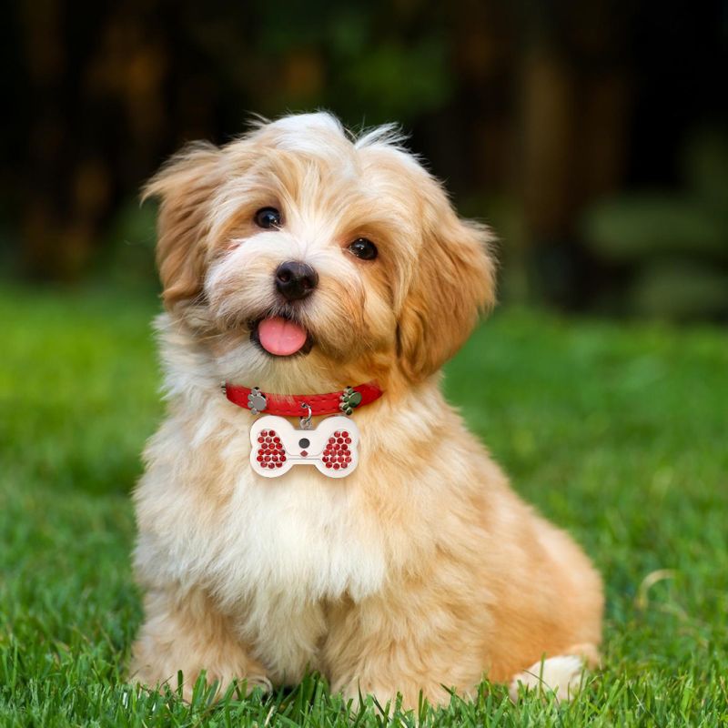 Dog Bone Pet Tag & Collar Anti-Lost